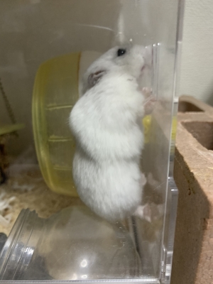 KOSAME(コサメ) 何してるの・・・?