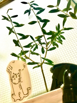 SHINJI(シンジ) 新人しんじ