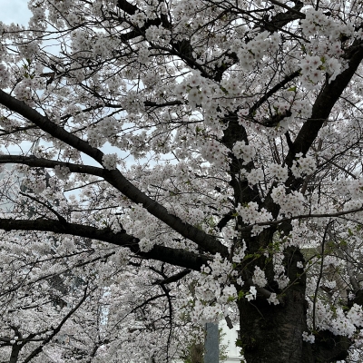 KOUKI(ｺｳｷ) お花見