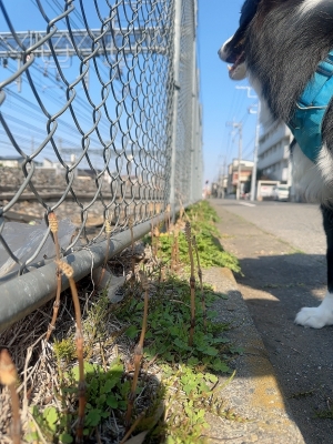 ATSUMU（ｱﾂﾑ） 春が来てる