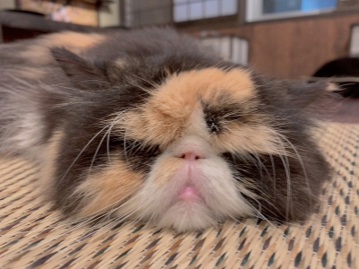 KOSAME(コサメ) 猫の日