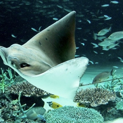 TSUMUGI(ﾂﾑｷﾞ) 【池袋水族館でリフレッシュ】