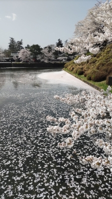 SORA（ｿﾗ） 桜