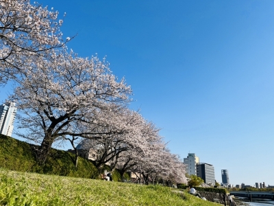 ZONO(ｿﾞﾉ) お花見