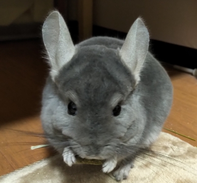 ATSUYA(アツヤ) 警戒中