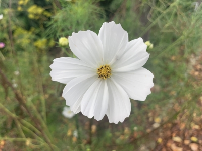 DANKU（ﾀﾞﾝｸ） 花びら