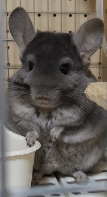 ATSUYA(アツヤ) チンチラさん