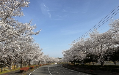 AKITO(アキト) 花見