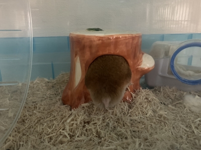 KOSAME(コサメ) 頭隠して尻隠さず