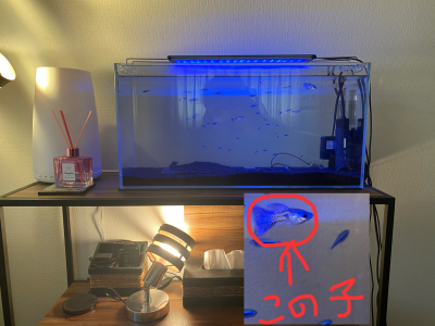 MINATO(ミナト) 新しい家族が来ました