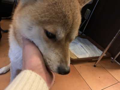 KOSAME(コサメ) 大ちゃん