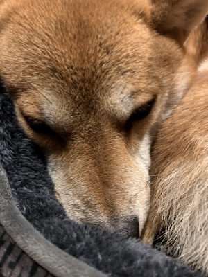 KOSAME(コサメ) 柴犬豆知識