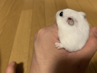 KOSAME(コサメ) 暑い…