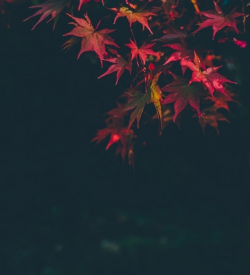 KISARAGI(キサラギ) 紅に咲く