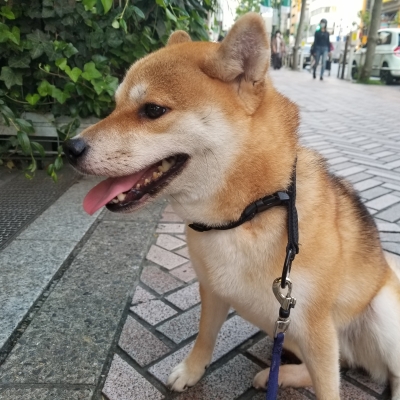 KIZUNA(キズナ) てちてち