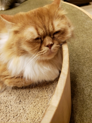 POCHI(ポチ) まだまだ、出勤してまふ