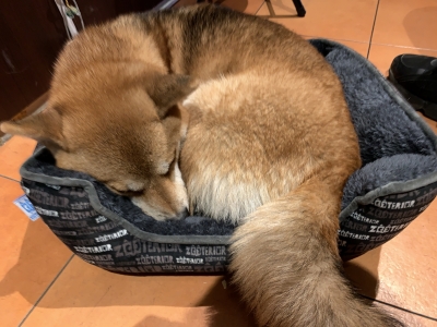 KOSAME(コサメ) いっぬ