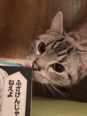 SHIRAYUKI(ｼﾗﾕｷ) Cats