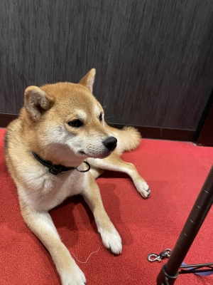SHINOBU(シノブ) だいきちたん