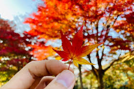 MARUKO(ﾏﾙｺ) やっと秋っぽくなってきた🍁🍂