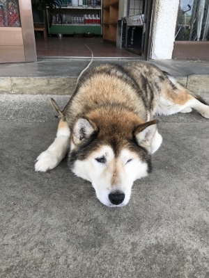 MOCHI（ﾓﾁ） もちのきもち。