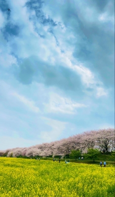 RYOGA(リョウガ) 桜納