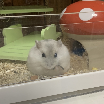 KOSAME(コサメ) お腹減ったなぁ