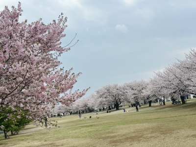 RURITO(ﾙﾘﾄ) さくら