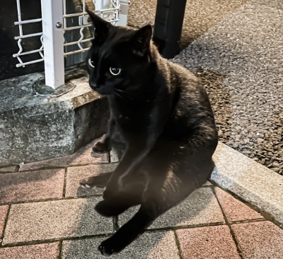 KENICHI(ケンイチ) ねこ