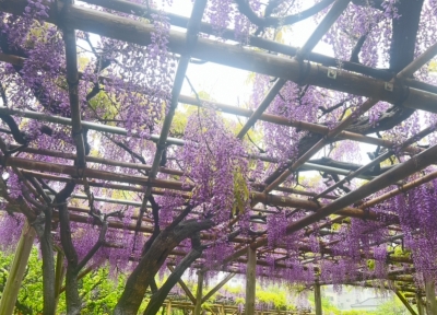 RYOTO(リョウト) #119 藤棚