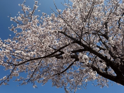 RURITO(ﾙﾘﾄ) 桜