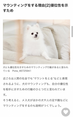 RIKU(ﾘｸ) 犬に腰を振られた話