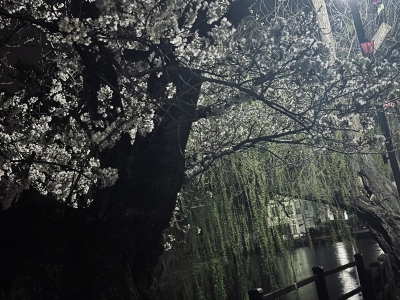 RURITO(ﾙﾘﾄ) 桜の季節