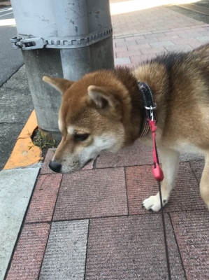 HIROAKI(ヒロアキ) 餌付け