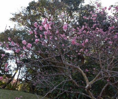 TAKEMICHI(ﾀｹﾐﾁ) 桜シーズン到来(⁠◠⁠‿⁠◕⁠)