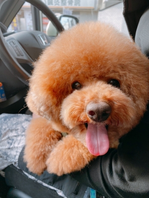 SYOKICHI(ショウキチ) 愛犬君と❤
