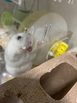 KOSAME(コサメ) 正解は