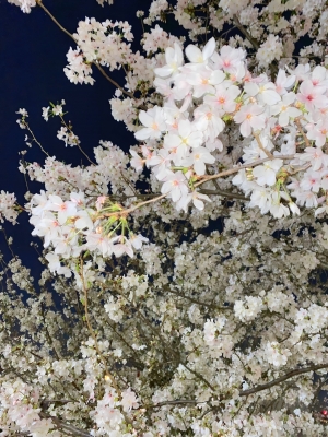 SEIYA(ｾｲﾔ) 夜桜