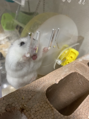 KOSAME(コサメ) イメージ写真