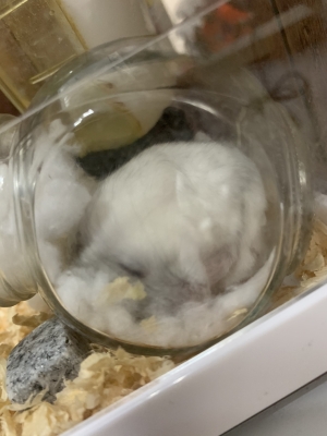 KOSAME(コサメ) 寒い