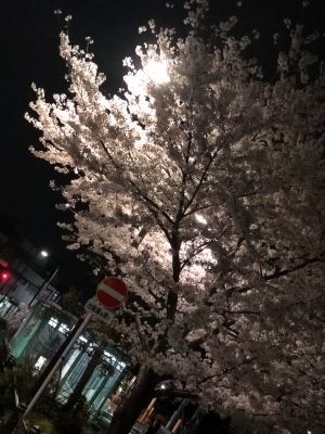 TOMOAKI(トモアキ) 春
