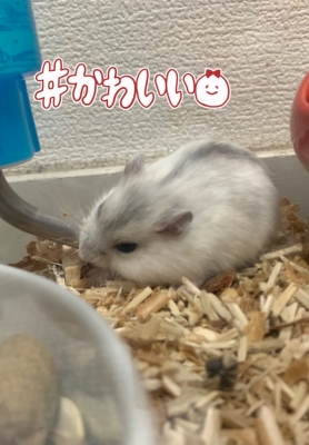 KOSAME(コサメ) 引越し当初