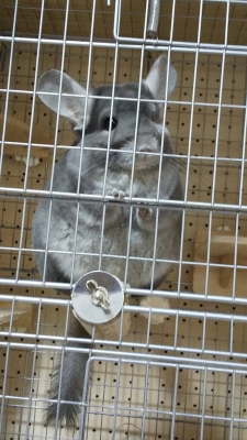 ATSUYA(アツヤ) 鳥みたいなチンチラさん