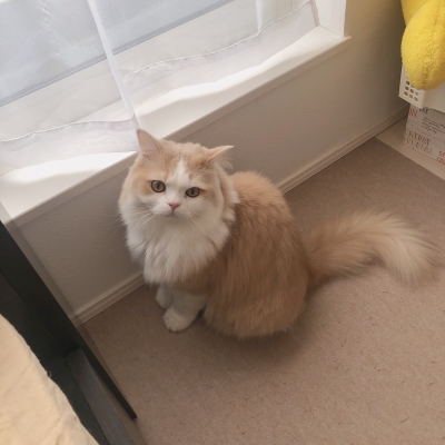 MOMO(モモ) うちの猫(実家)は今日も可愛い