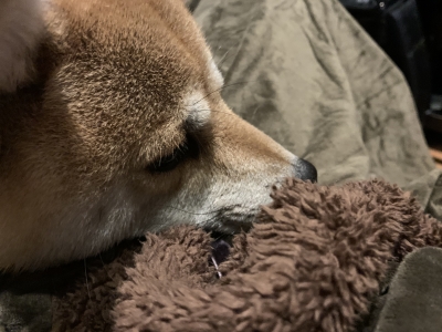 KOSAME(コサメ) 明日から・・・