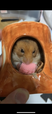 KOSAME(コサメ) 巣ごもり