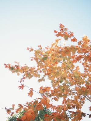 YUZU(ﾕｽﾞ) 今日の一枚📷