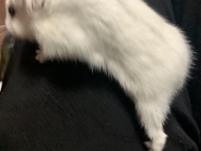KOSAME(コサメ) 獣感