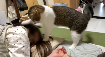 KONOSUKE(コウノスケ) 朝は猫に起こされたい