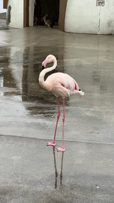 SHO(ショウ） ショウのどうでもいい豆知識☝️